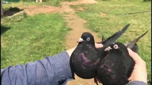 Голуби у Виктора-51 (питомник Западный-голуби Александра Ивановича (Лозоватского)