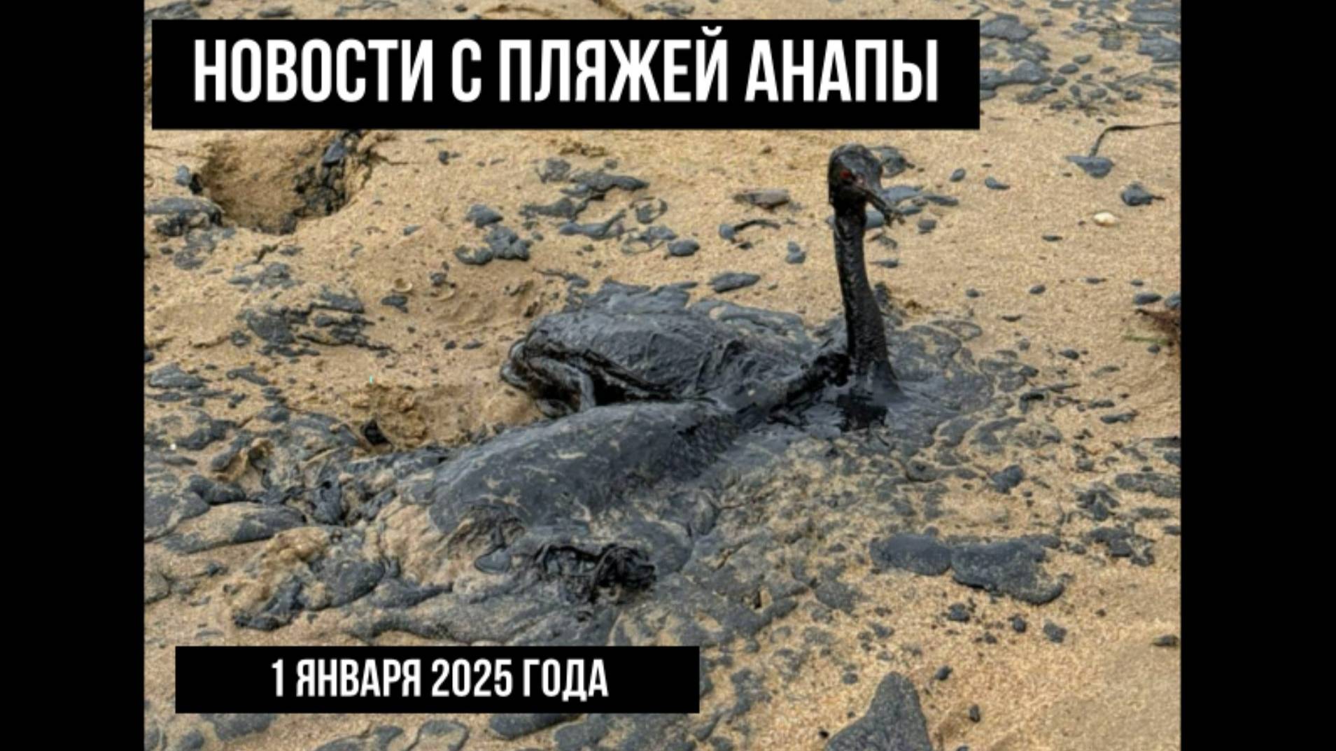 Новости с пляжей Анапы, 1 января 2025 года, много птиц в мазуте, нужна помощь смотреть онлайн