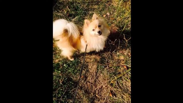 Мой лучший друг♥♥ ( под песню Шарпей-я и мой пёс.) смотреть онлайн