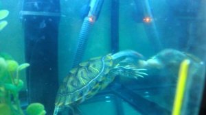 Красноухие черепахи