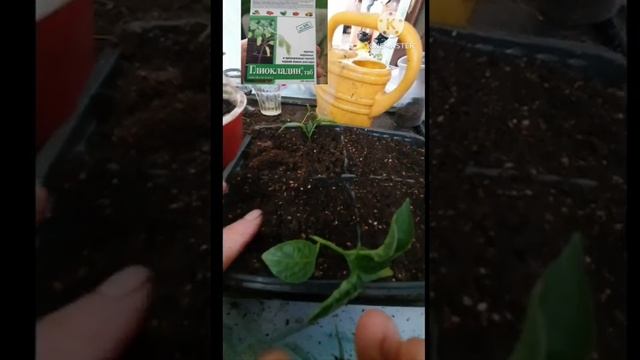 Перец! тоже и даже нужно по самые уши посадить. смотреть онлайн