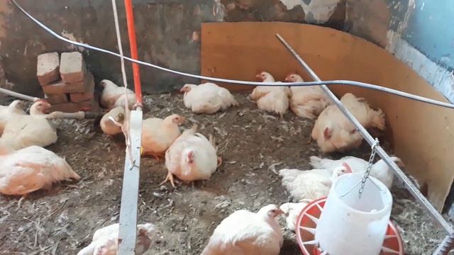 Эт багытындагы тоок ферма смотреть онлайн
