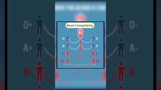 Blood compatibility смотреть онлайн