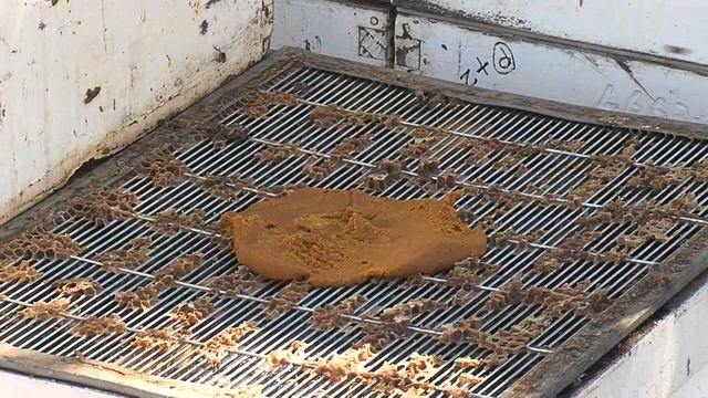 Providing a pollination service - a 'how to' video from the Honey Bee & Pollination Program смотреть онлайн