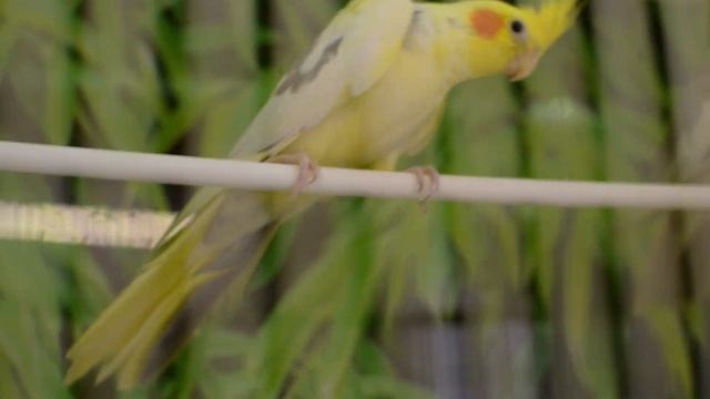 How to tell if a Cockatiel Is Male or Female смотреть онлайн