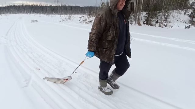 Щука на жерлицу первый лед. Богучаны
