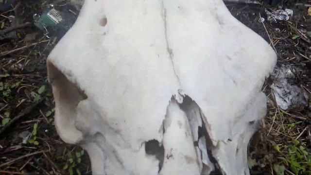 Ужас Нашли Череп Быка смотреть онлайн