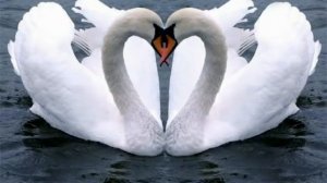 Лебединая ВЕРНОСТЬ !!!..WMV