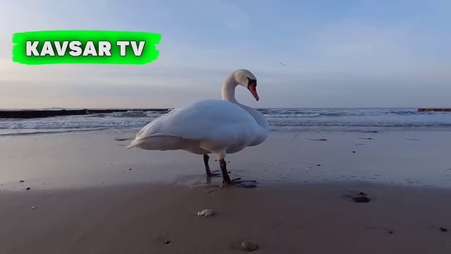 Abdulloh Domla 2023~Дунёдан мақсад топдингми?!~Абдуллох Домла 2023 #abdullohdomla #namoz