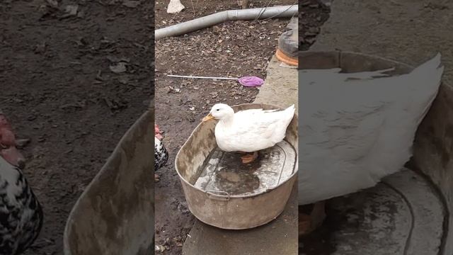 Утка требует воды в бассейн! смотреть онлайн