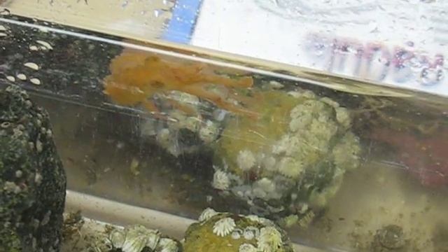 Octopus Color Change- Bamfield смотреть онлайн