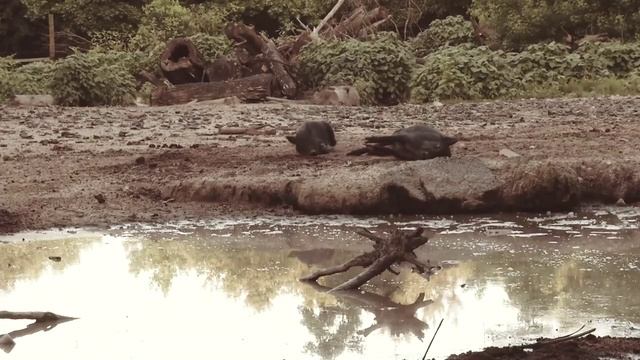 охота с пневматикой. смотреть онлайн