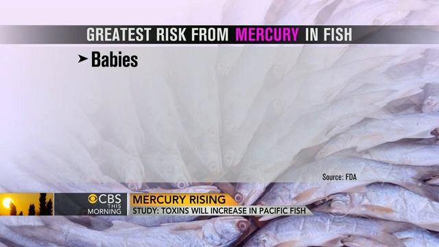 Rising mercury: Study suggests increase of toxins in Pacific fish смотреть онлайн