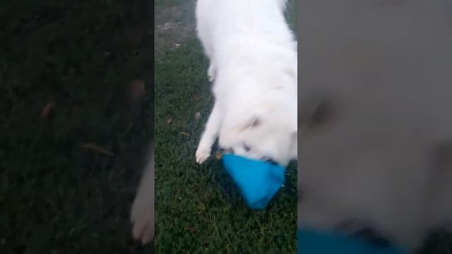 Самоед идёт в школу. #самоед #samoyed #собака #dog #шортс #животные