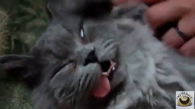 Кот спит смотреть онлайн