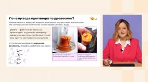 Минеральное питание растений | Биология 6 класс | Домашняя школа Фоксфорда