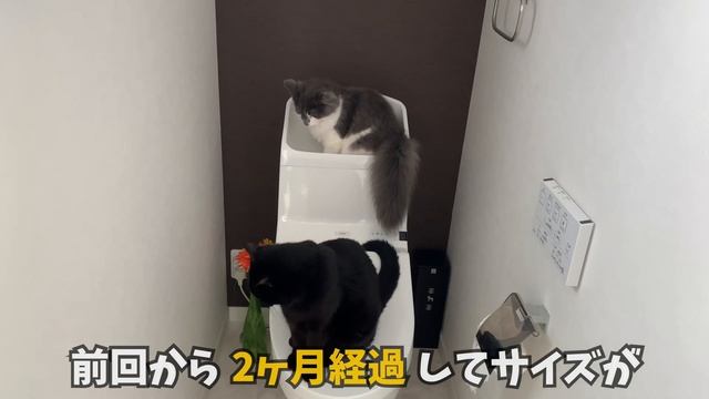 【1歳記念】今まで秘密にしてきたズッコケNGまとめてみた【ノルウェージャンフォレストキャット】 смотреть онлайн