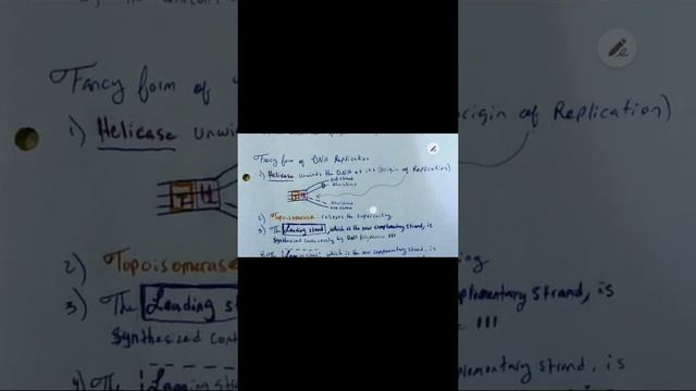 DNA Replication for Microbiology смотреть онлайн