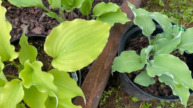 Хосты Мерлин Монро и Джессика Альба / Merlin Monroe и Jessica Alba