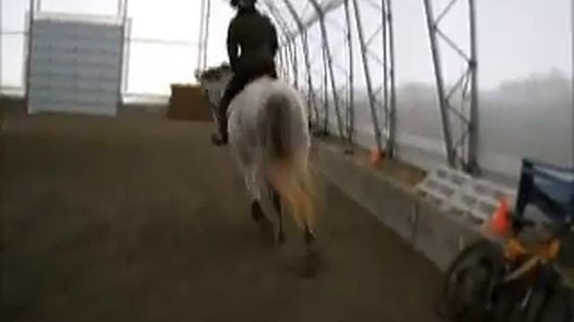 Hanoverian Gelding For Sale смотреть онлайн
