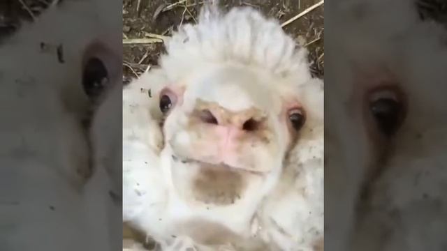 Разговор овцы) смотреть онлайн