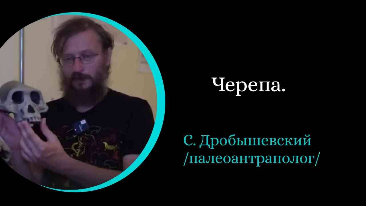 Черепа. /С. Дробышевский/ смотреть онлайн