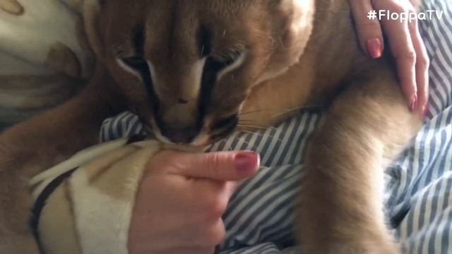 Big Floppa Wants to Stay with Elena : Caracal смотреть онлайн