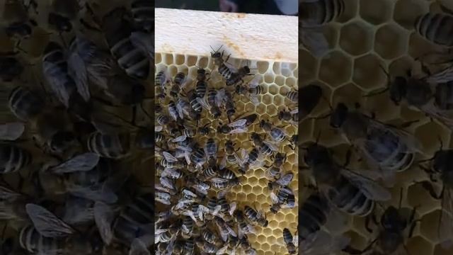 Матка 2019 Пасика Белоус