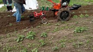 Окучивание картофеля мотоблоком.