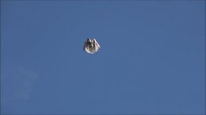 Голуби серпастые с новым 2025 гоном.