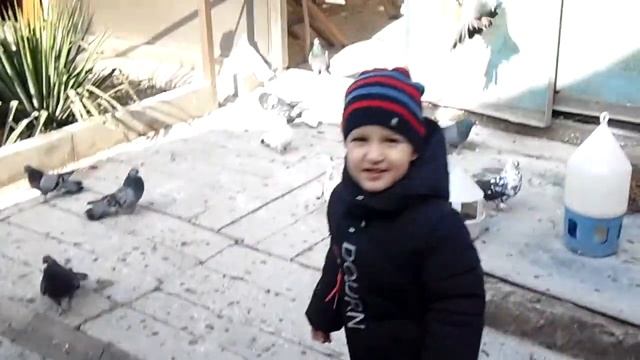 голуби Донбасса молодое поколение приучаем к голубям смотреть онлайн