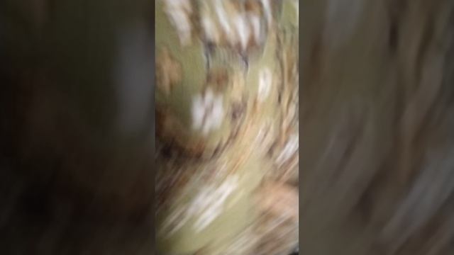 scene_output.mp4 смотреть онлайн