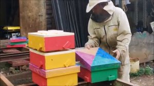 заселение нуклеусов