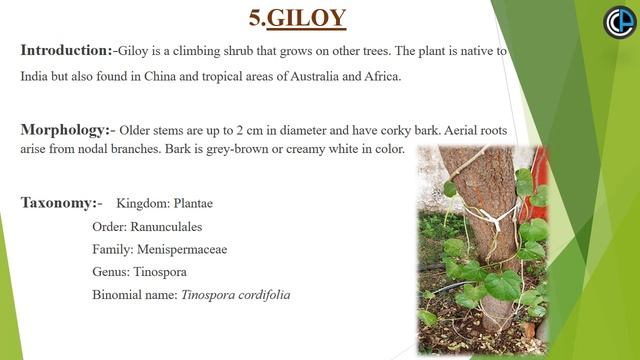 How to make an good Herbarium file. #herbarium #herbal #herbalplants #project #csvtu #pharmacognosy смотреть онлайн