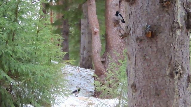 №4921  07 04 2024 Завтрак сорок и ворон