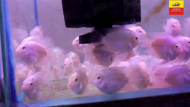 Om Sai Ram Aqua Pets , ಎಲ್ಲಾ ರೀತಿಯ ಅಕ್ವೇರಿಯಂ ಮೀನುಗಳು | ಆಮೆಗಳು | ಪಕ್ಷಿಗಳು | ಮಾನ್ಸ್ಟರ್ ಫಿಸ್ смотреть онлайн