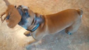 Злой Французский бульдог | Angry French Bulldog.
