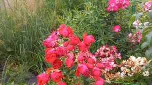 Manora (Rosen-Tantau Германия, 2020) Флорибунда