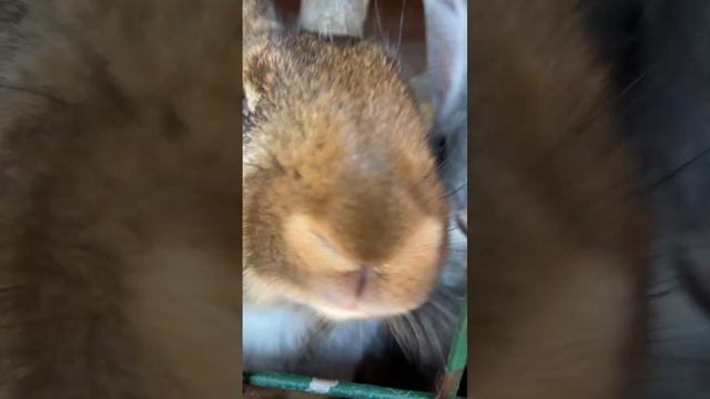 Кролики смотреть онлайн