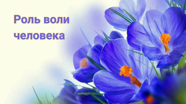 24 Роль воли человека | От славы в славу. Стив Уоллес смотреть онлайн