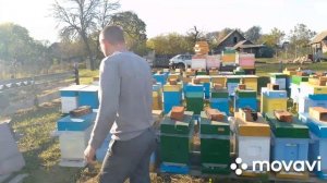 Подготовка семей к зимовке