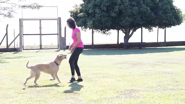 Cursos Internacionais de Freestyle Dog Dancing e Frisbee Dog. смотреть онлайн