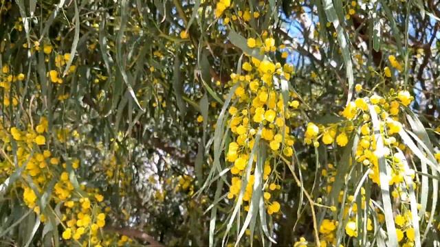 мимоза, восьмое марта смотреть онлайн