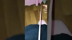 Выгул хомяка на поводке! ШОК!! 😲