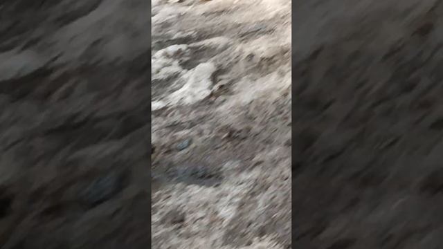 погулять называется вышел с кошкой. смотреть онлайн