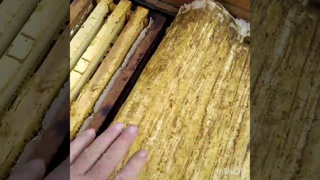 Сокращение гнезда в ульях воизбежание гибели расплода при ночных заморозках. смотреть онлайн