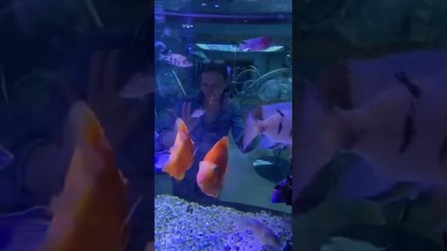 2_5418137703881382738 рыбки и сант сент смотреть онлайн