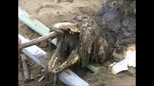 !КТО ТАКОЙ SCP 682!!ИСТОРИЯ НЕУИЗВИМОЙ РЕПТИЛИИ!ИСТОРИЯ SCP682!