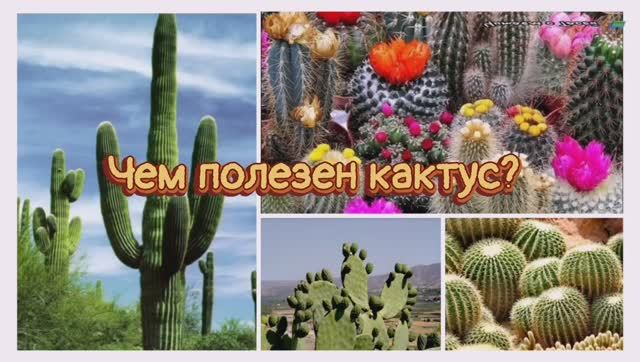 Чем полезен кактус смотреть онлайн