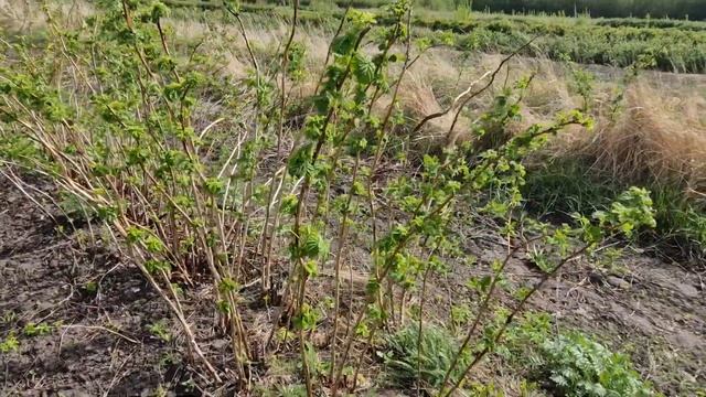 Поговорим об уходе за малиной смотреть онлайн